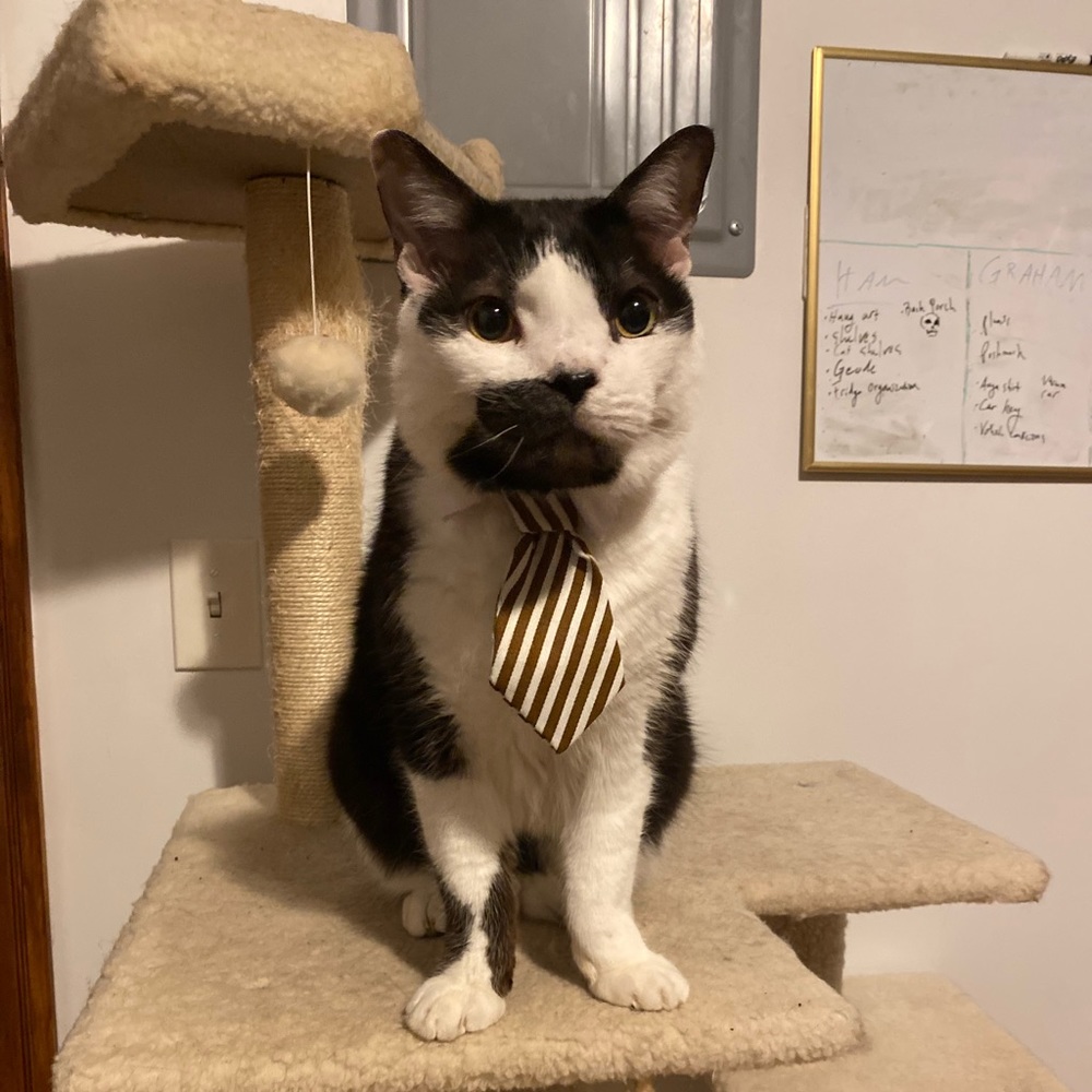 Meet your Posher, Graham